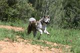 AKITA INU 433
